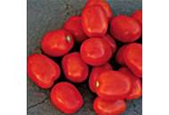 Фоккер F1 - томат детерминантный, 25 000 семян, Nunhems (Нунемс) Голландия фото, цена